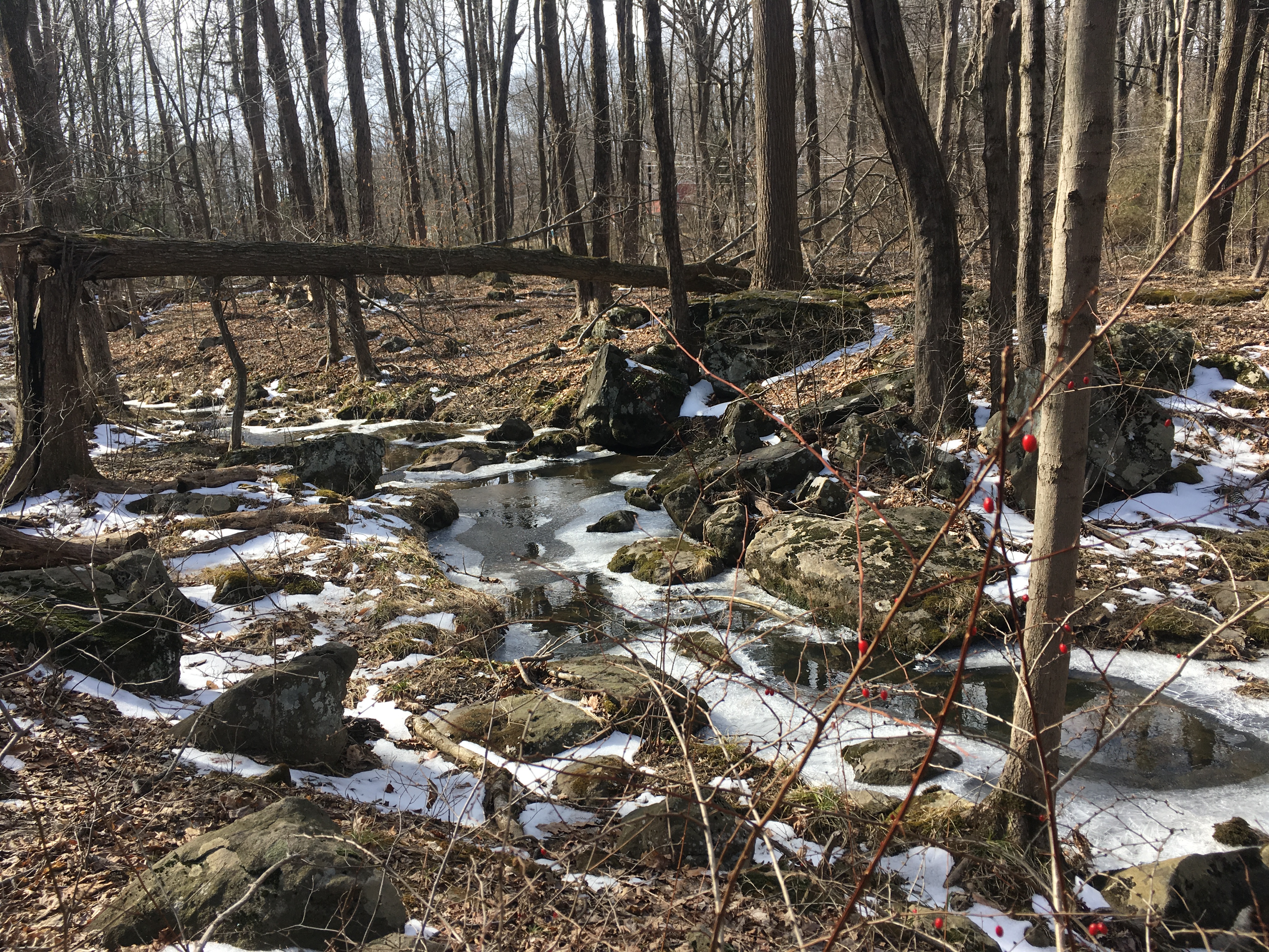 Fallen tree in a forest near a creek.