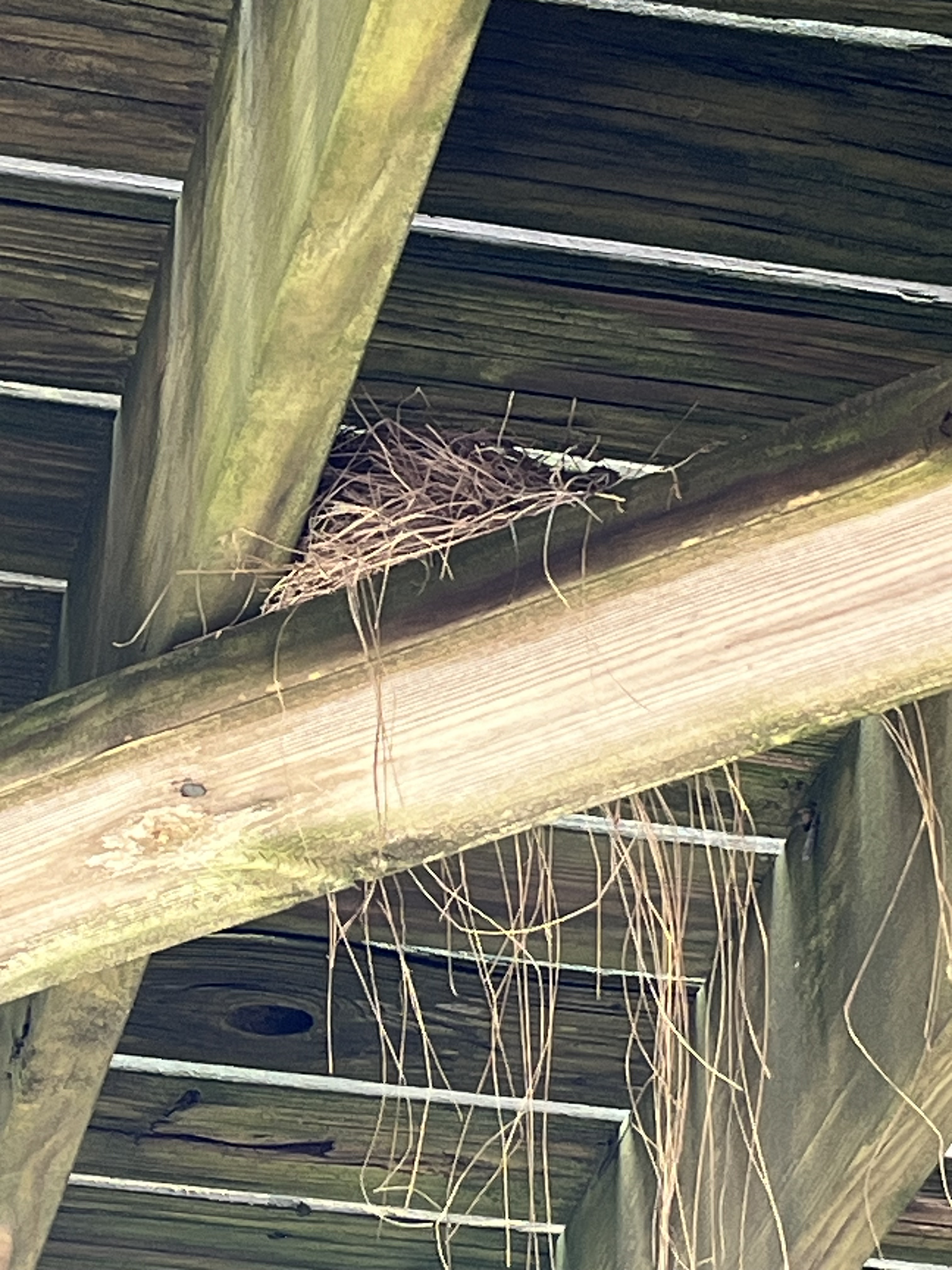 A bird's next built on a wooden beam under a deck.