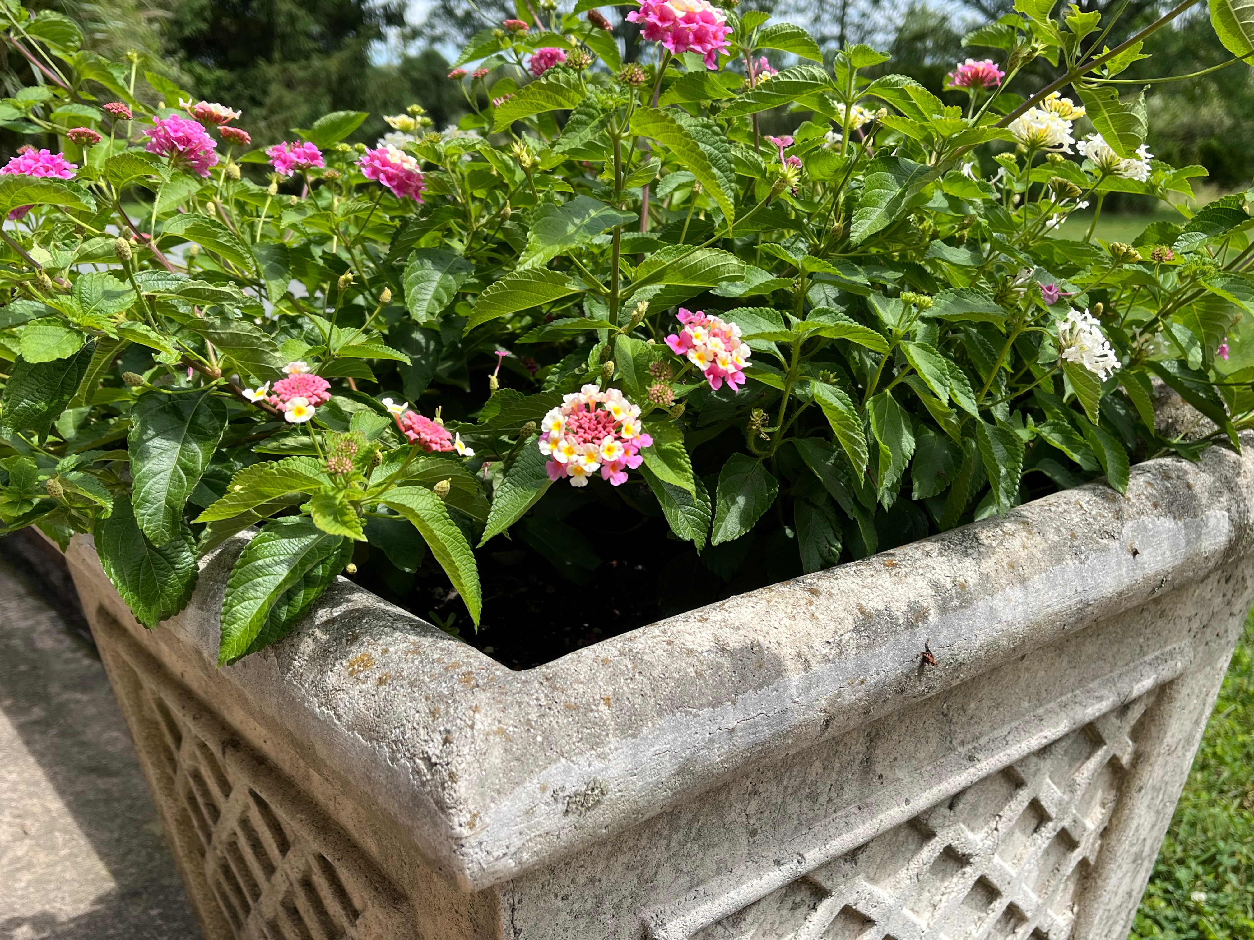 Pink and  yellow lantana flowers in a concrete planter.