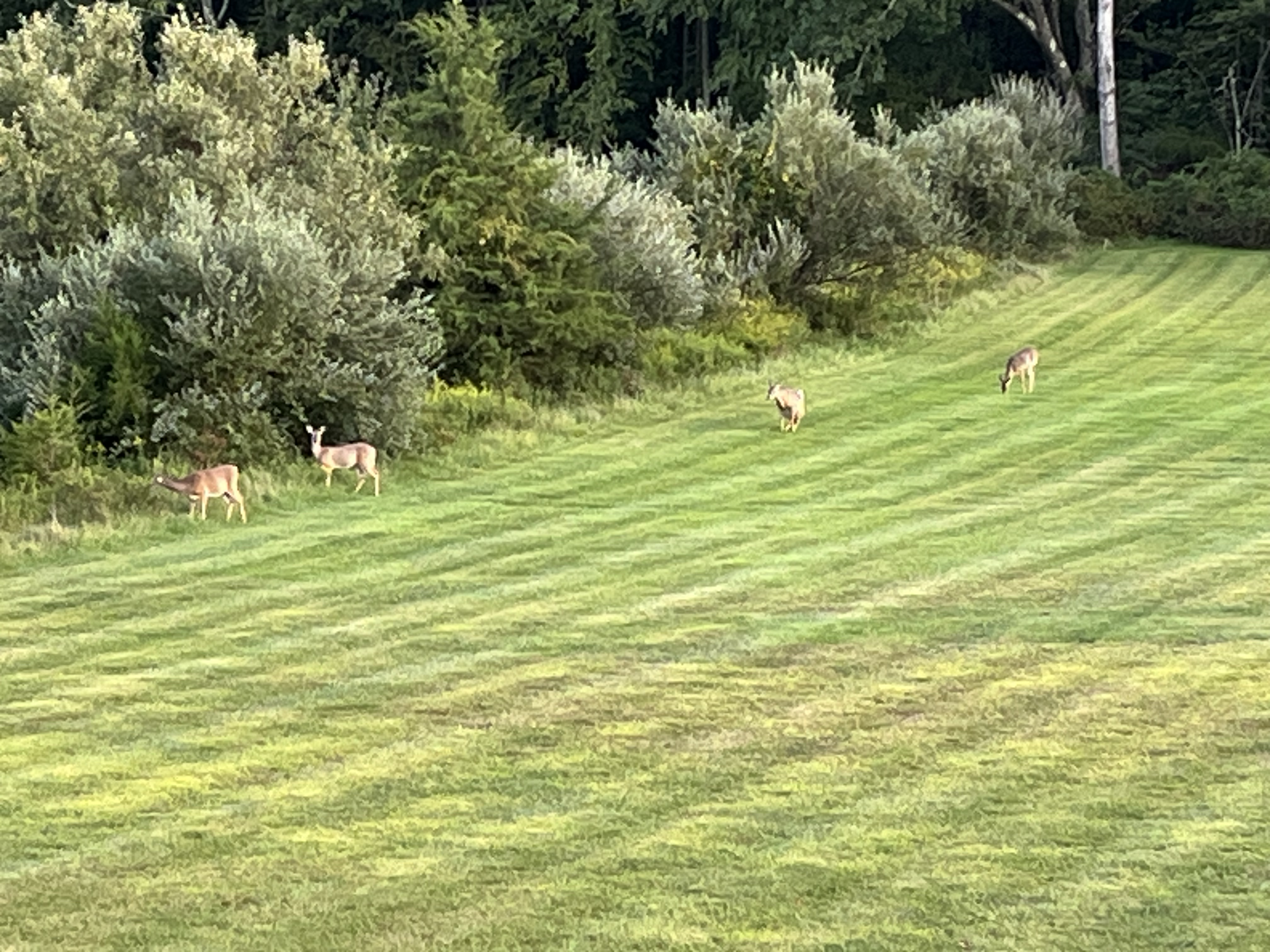 A herd of deer, four to be exact, in a grassy yard.