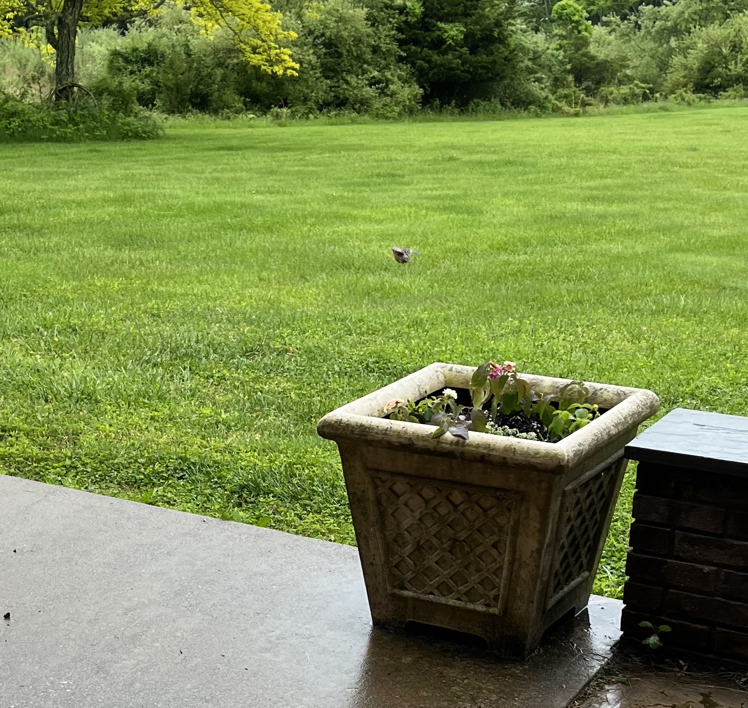 Green grass, a patio, a planter and a brown blurry thing that is actually a robin in flight.