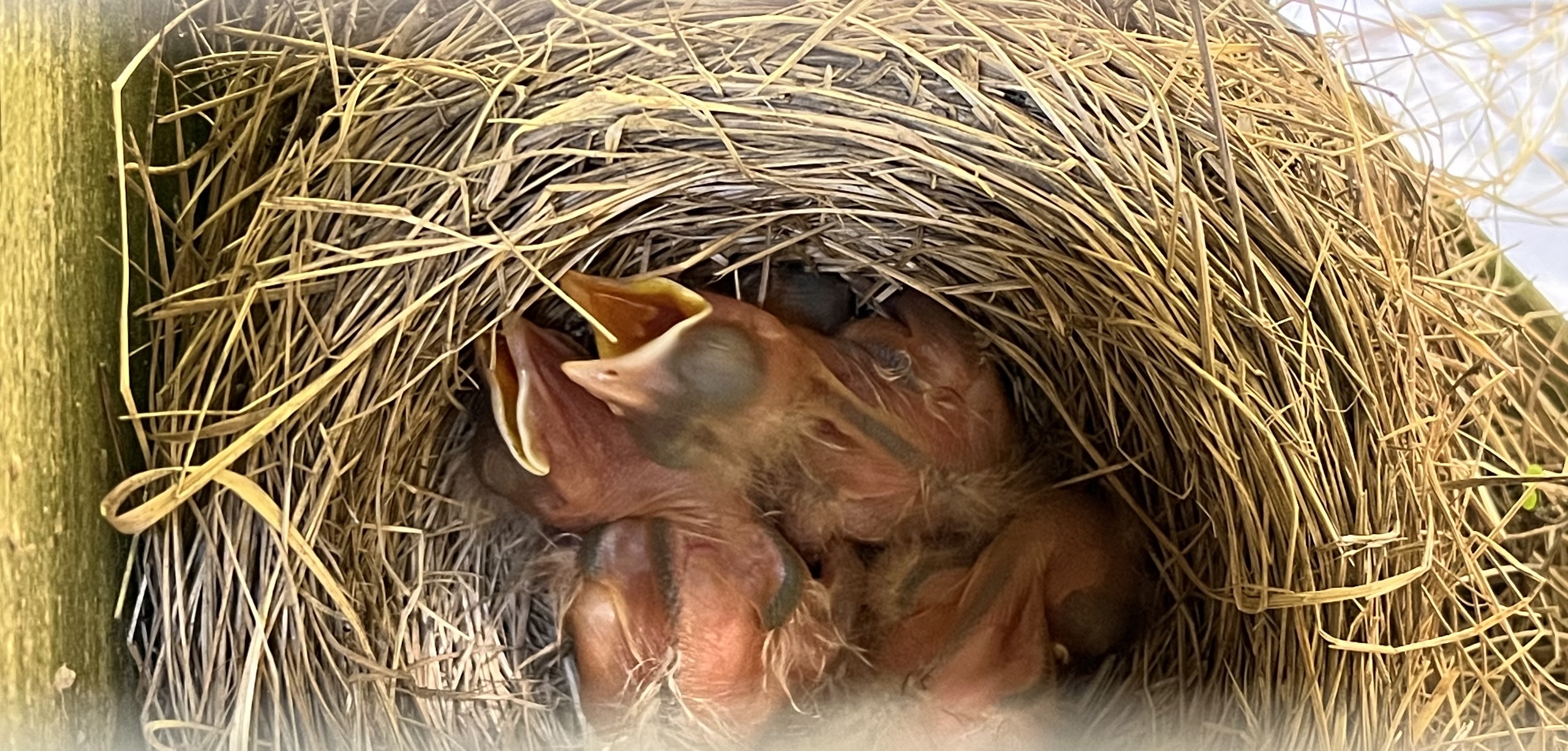 Very young baby American robins in a nest.
