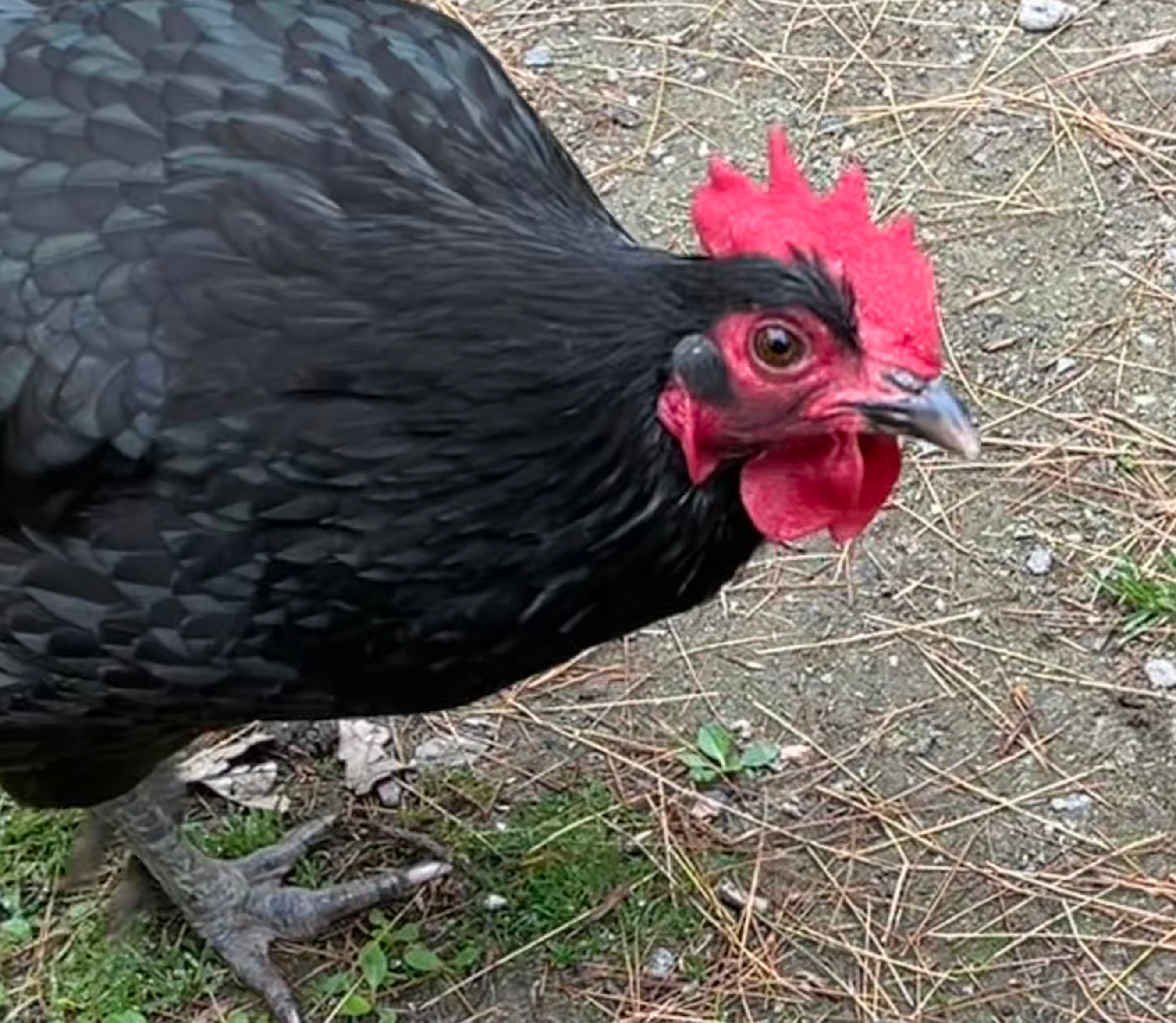 Chicken with black feathers and red comb.