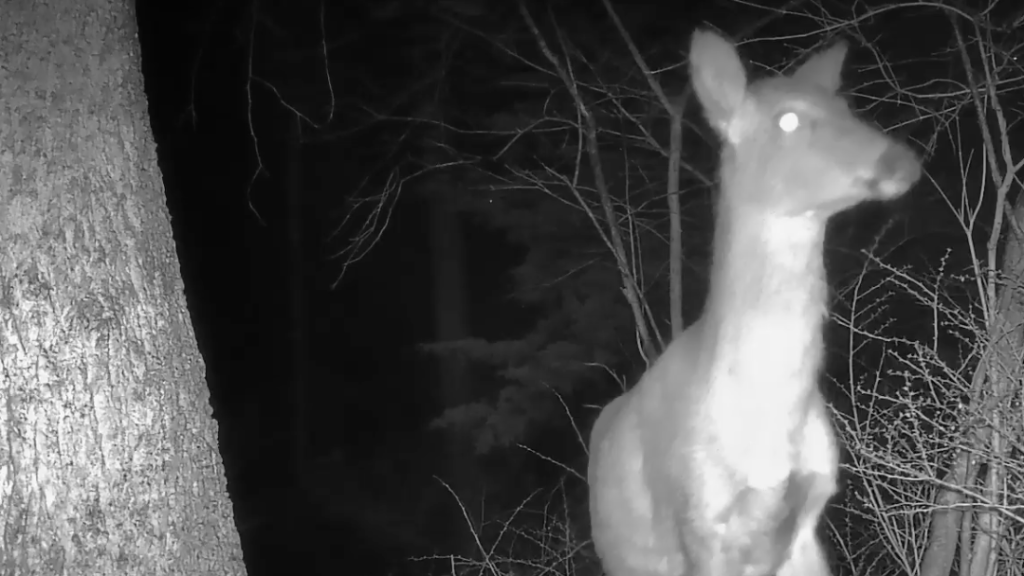 Spying on the&nbsp;Neighbors