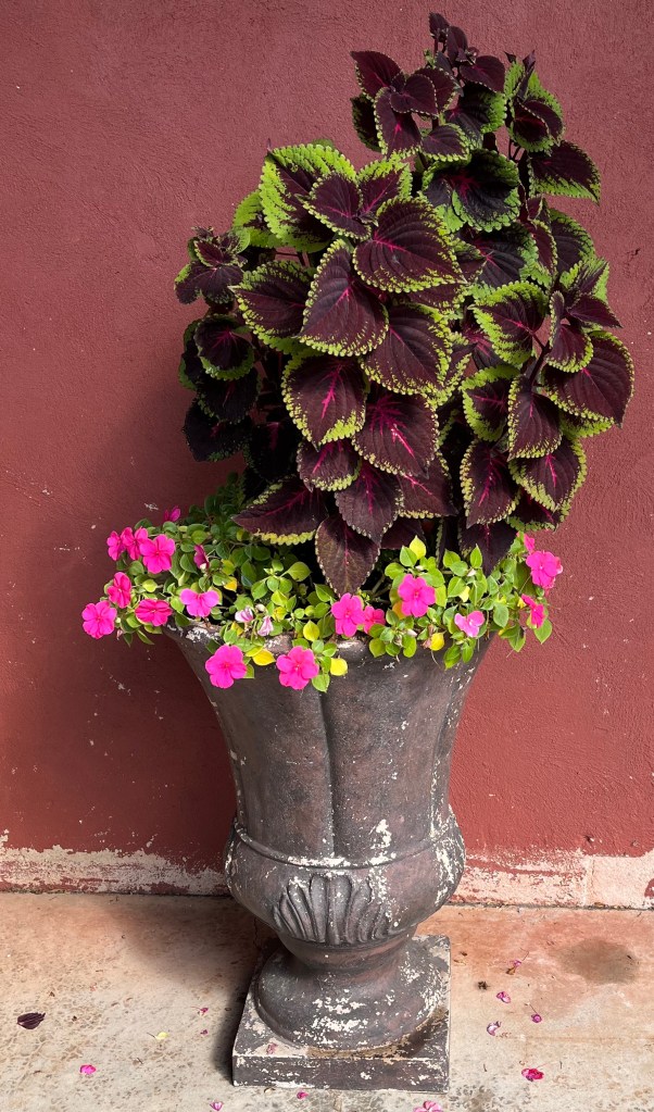 Photo of a large coleus plant in an outdoor planter surrounded by pink impatiens.