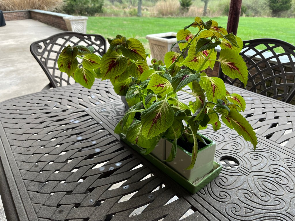 Photo of small coleus plants in planters on a metal patio table.