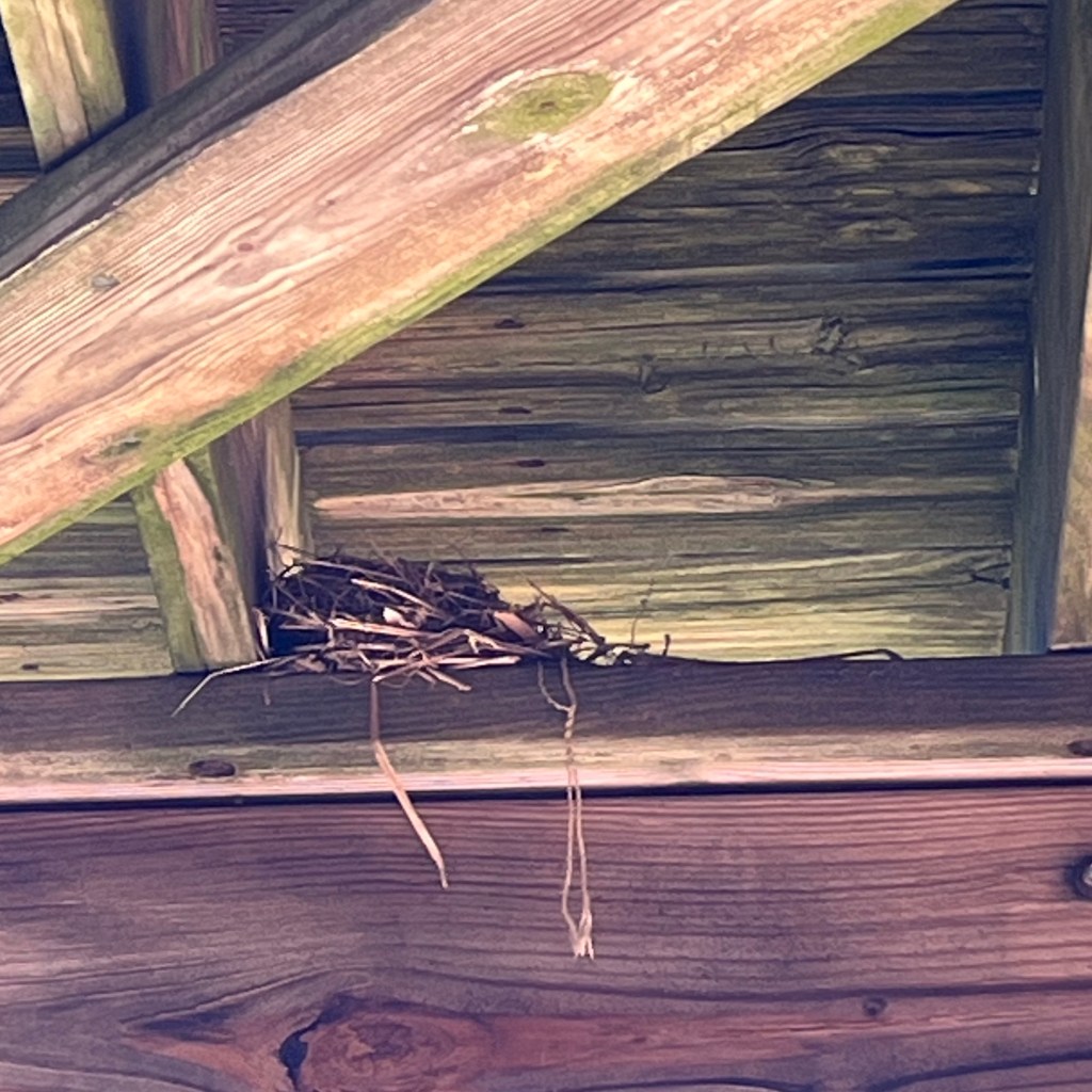Photo taken of the underside of a wood deck, where part of a bird's nest can be seen on one of the rafters.