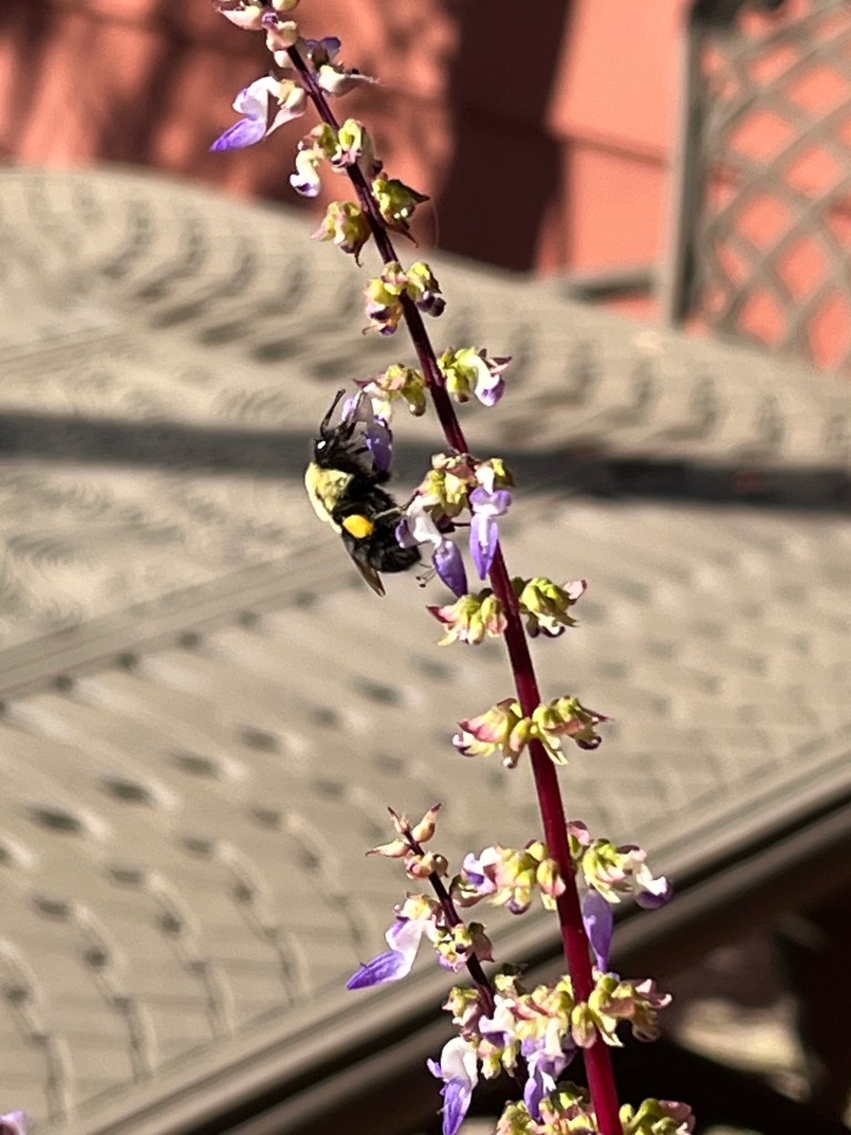 Photo of a bumblebee on purple coleus flowers.