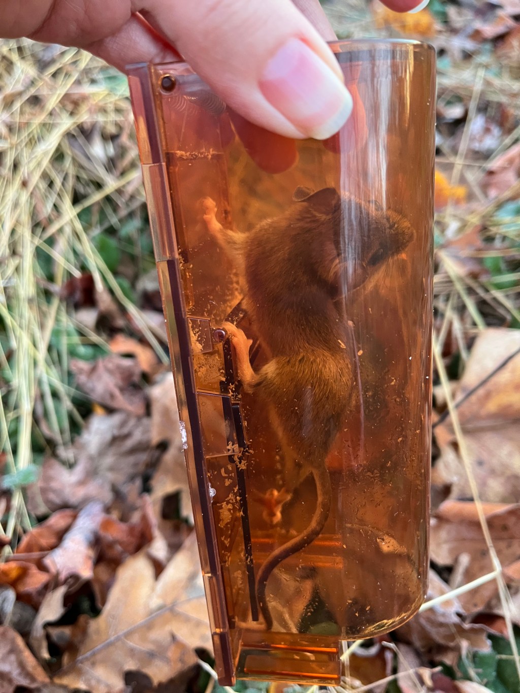 A Mouse with Stockholm Syndrome (A Photo Essay)