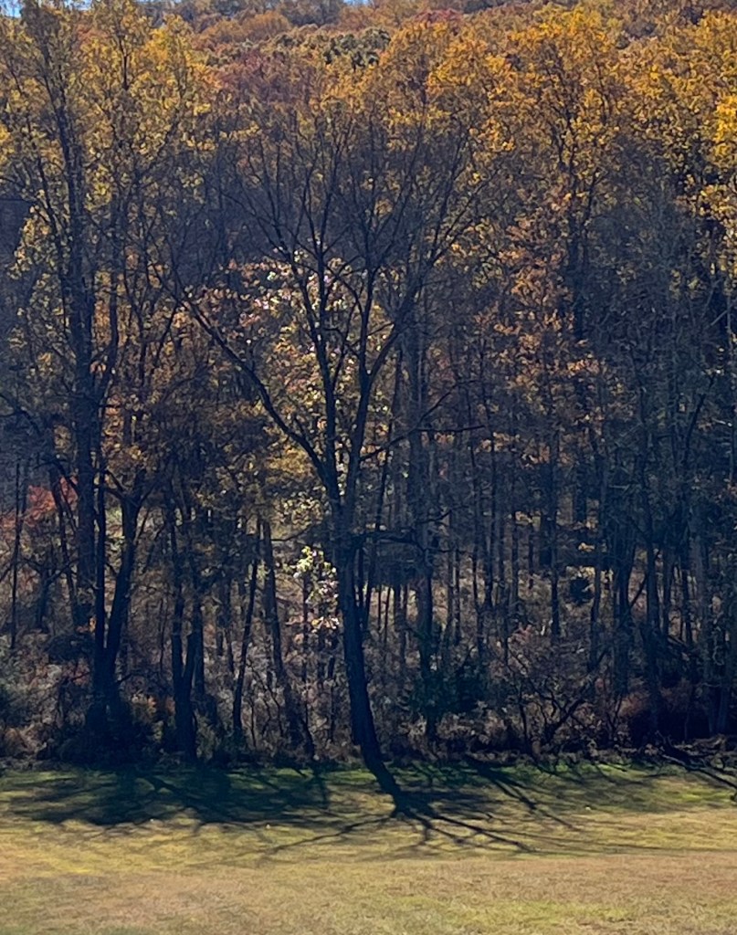Photo of some fall trees a little past their prime.