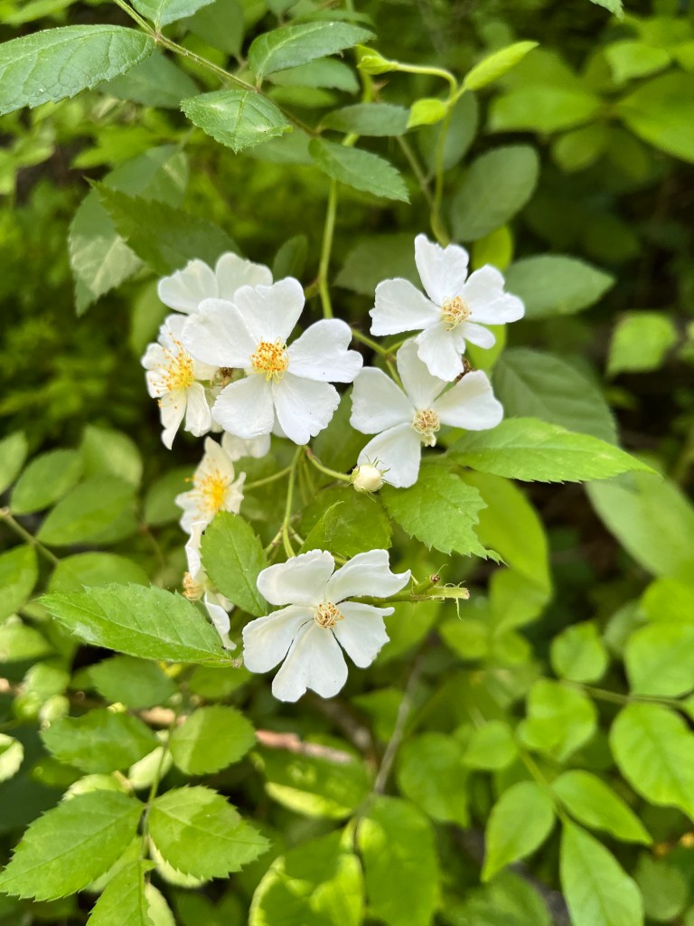 Photo of white flowers on a wild raspberry plant.