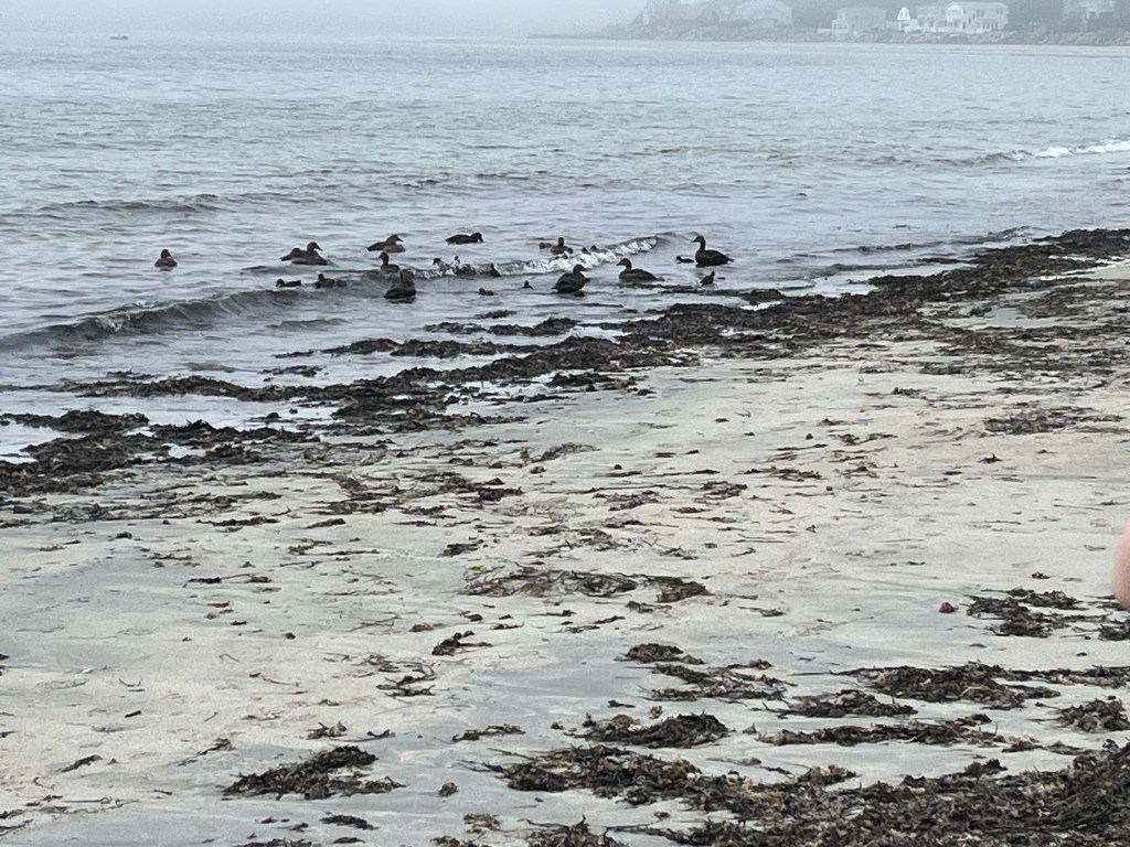 Photo of ducks and ducklings swimming in the ocean on a gray day.