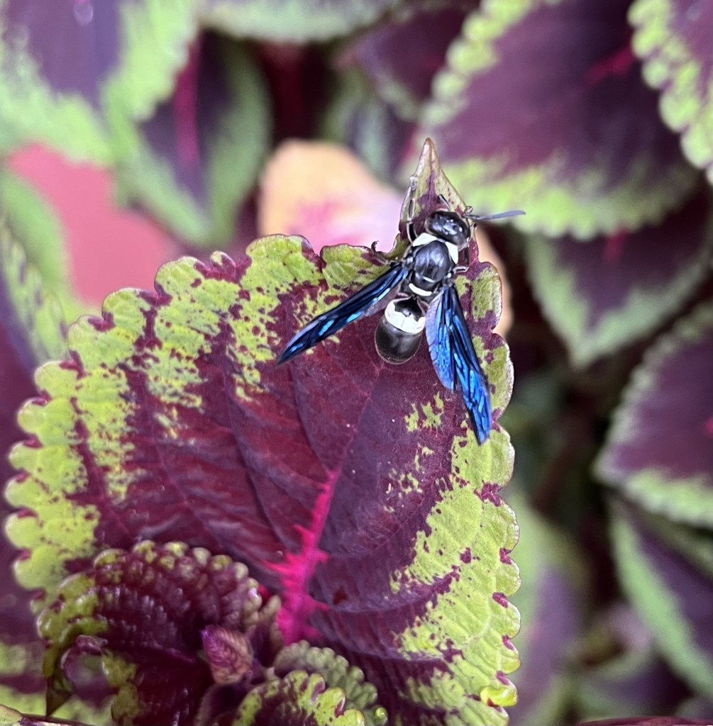 Photo of a blue-winged wasp on a coleus leaf.